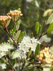 Phebalium squamulosum