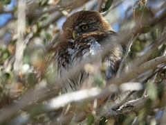 Glaucidium nana