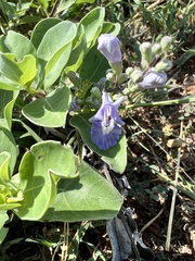Vitex rotundifolia