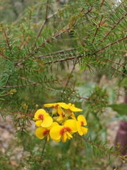 Dillwynia retorta