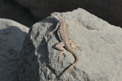 Microlophus