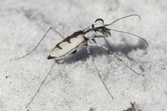 Ellipsoptera gratiosa