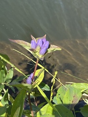 Gentiana clausa
