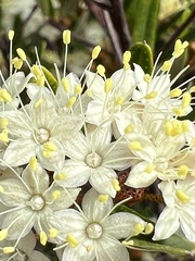 Phebalium squamulosum