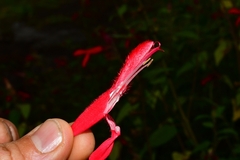 Salvia fulgens