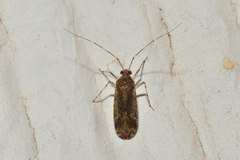 Phytocoris