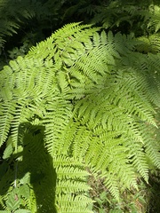 Pteridium