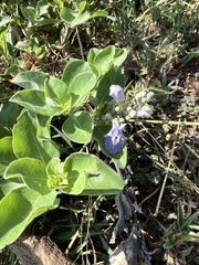Vitex rotundifolia