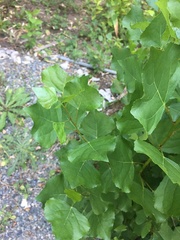 Populus nigra