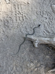 Thamnophis elegans