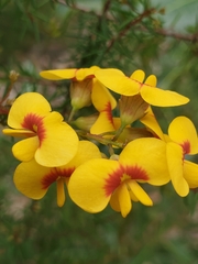 Dillwynia retorta