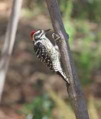 Dryobates nuttallii