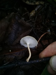 Lentinus flexipes