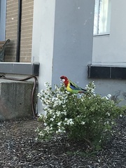 Platycercus eximius