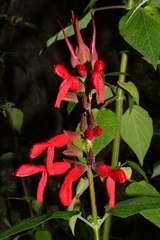 Salvia fulgens
