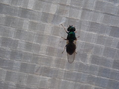 Microchrysa polita