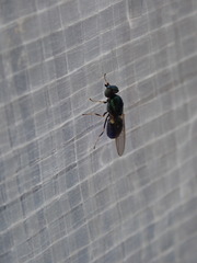 Microchrysa polita