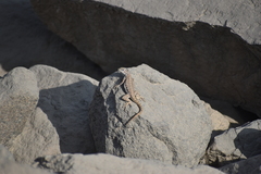 Microlophus