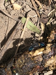 Sarconesiopsis magellanica