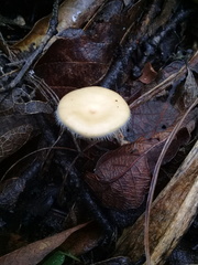 Lentinus flexipes