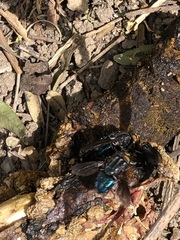 Sarconesiopsis magellanica