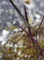 Bupleurum trichopodum