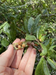Belonocnema fossoria