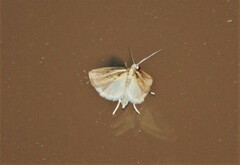 Acrolophus piger