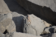 Microlophus