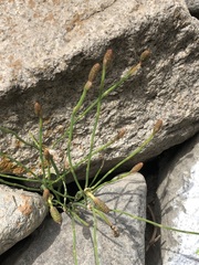 Equisetum bogotense