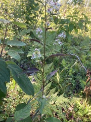 Symphyotrichum urophyllum