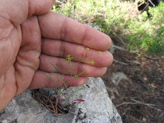 Bupleurum trichopodum