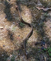 Thamnophis saurita saurita