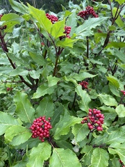 Sambucus racemosa