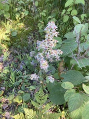 Symphyotrichum urophyllum