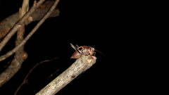 Atlanticus testaceus