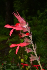 Salvia fulgens