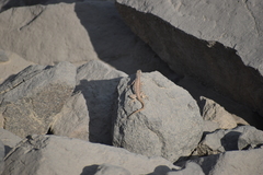 Microlophus