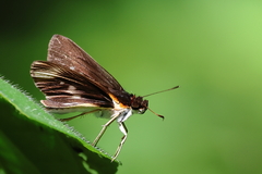 Vettius fantasos