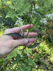 Symphyotrichum urophyllum