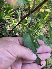 Symphyotrichum urophyllum