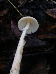 Amanita xylinivolva