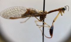 Leptomantispa pulchella