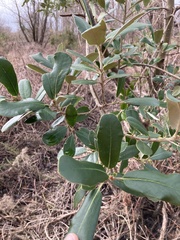 Pittosporum ralphii