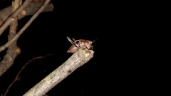 Atlanticus testaceus