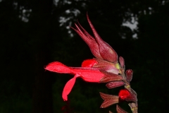 Salvia fulgens