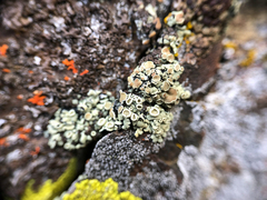 Rhizoplaca chrysoleuca