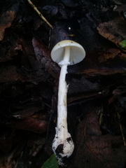 Amanita xylinivolva