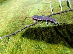 Pyrocoelia praetexta