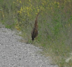 Botaurus lentiginosus
